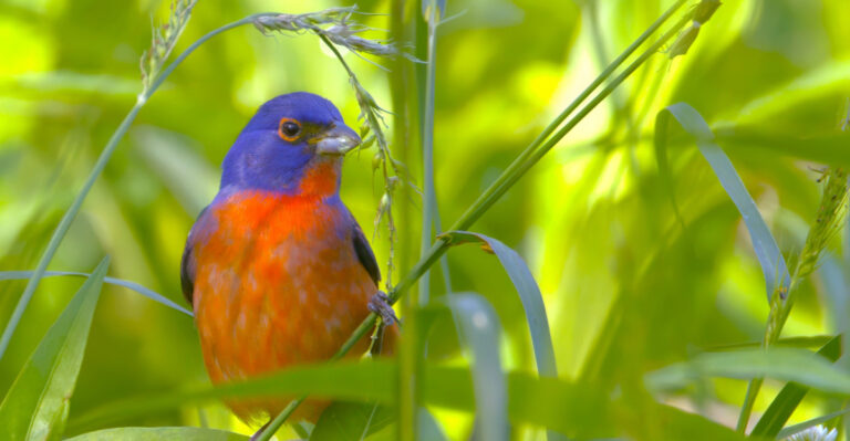 Painted Bunting (featured image)