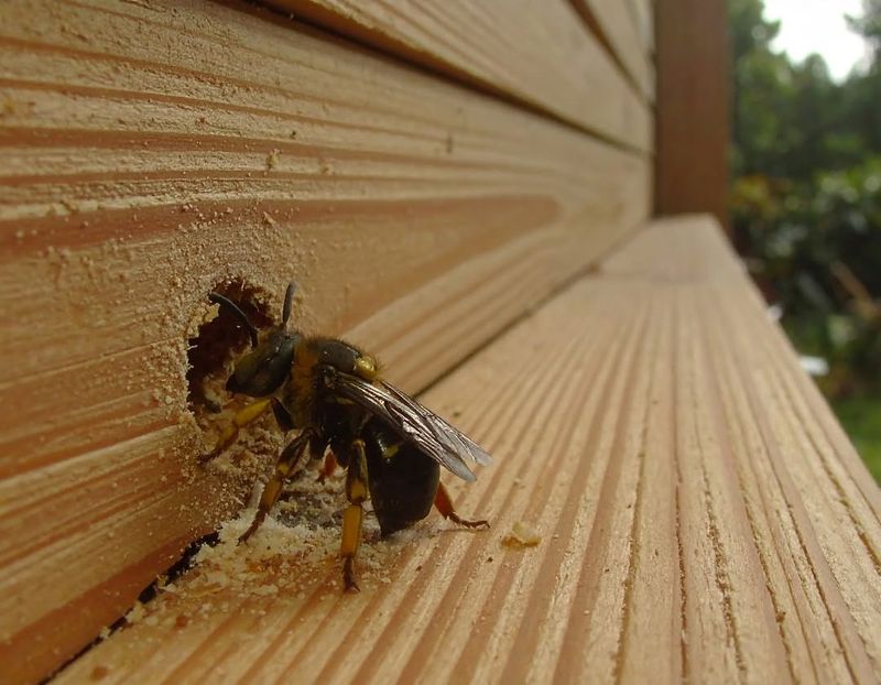 Painted Or Sealed Wood Is Usually Less Attractive