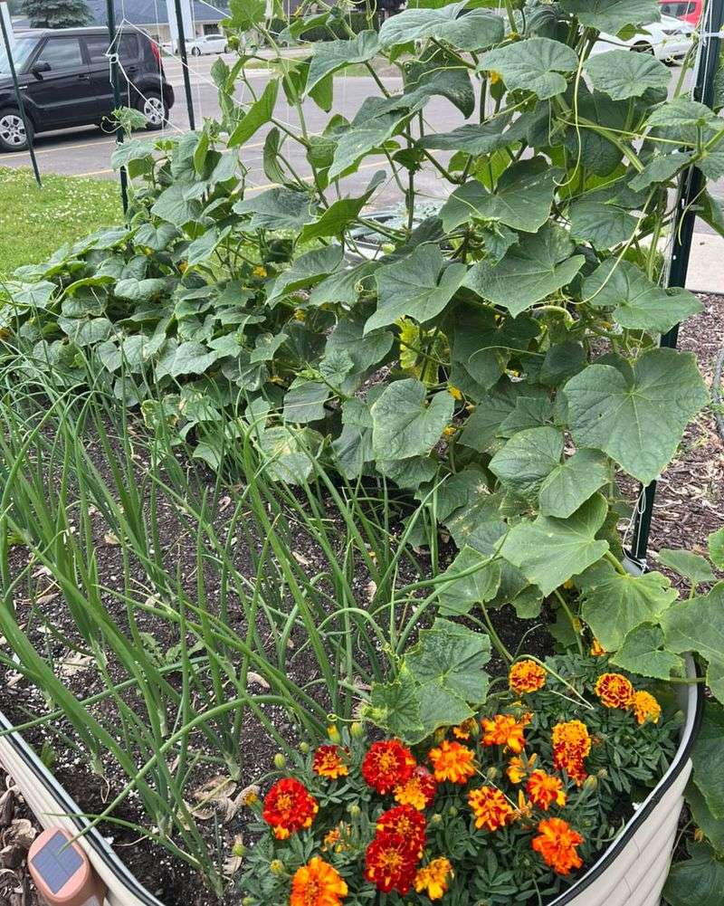 Pair Fast Crops With Slow Crops Pair Fast Crops With Slow Crops