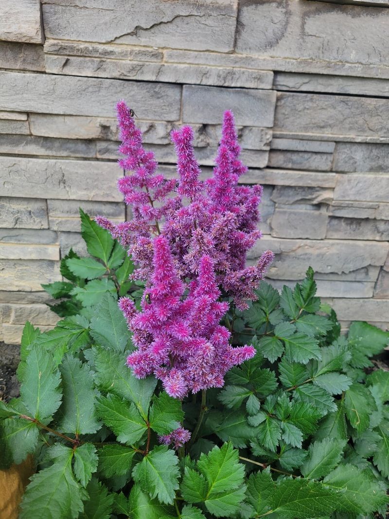 Pair Ferns With Woodland Perennials