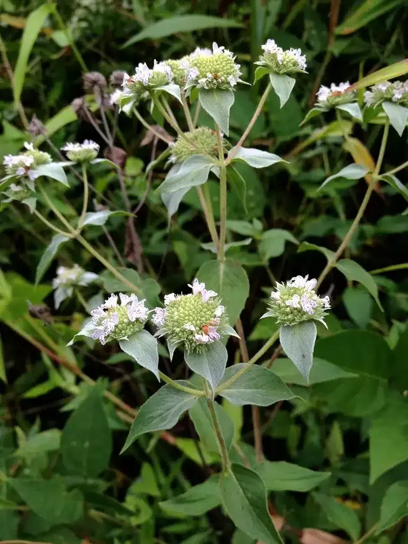 Pair It With Other Aromatic Native Perennials