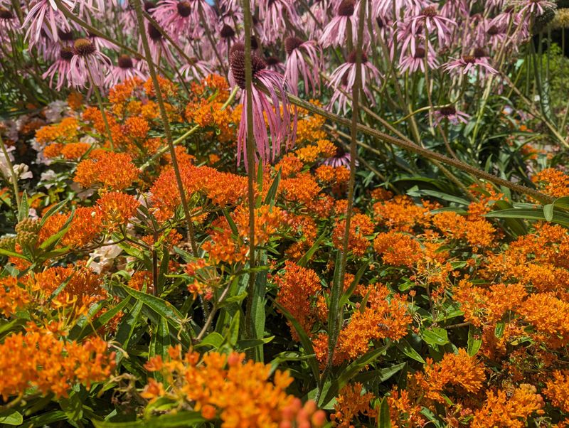 Pair It With Other Heat-Tough Prairie Natives
