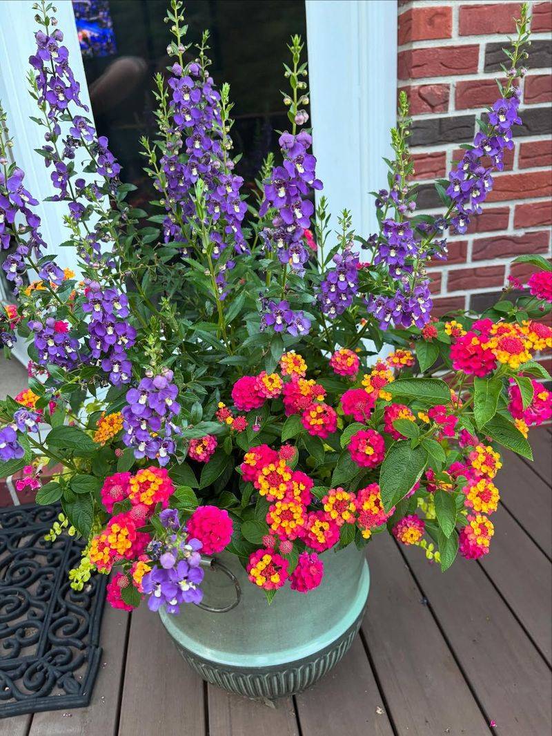 Pair Lantana And Angelonia For A Heat-Tough Porch Pot Pair Lantana And Angelonia For A Heat-Tough Porch Pot