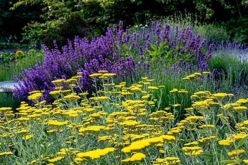 Pair Plants For Complementary Bloom Times