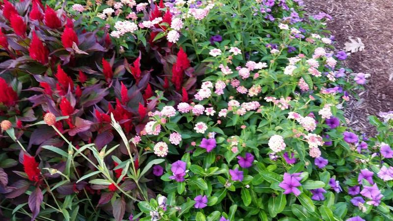 Pair Salvia And Vinca For A Long-Blooming Window Box Pair Salvia And Vinca For A Long-Blooming Window Box