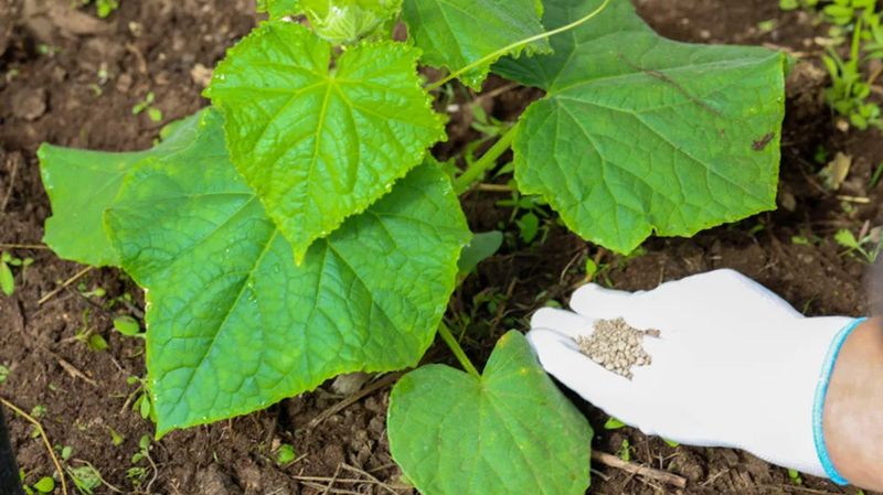 Pair Steady Watering With Good Nutrition Pair Steady Watering With Good Nutrition