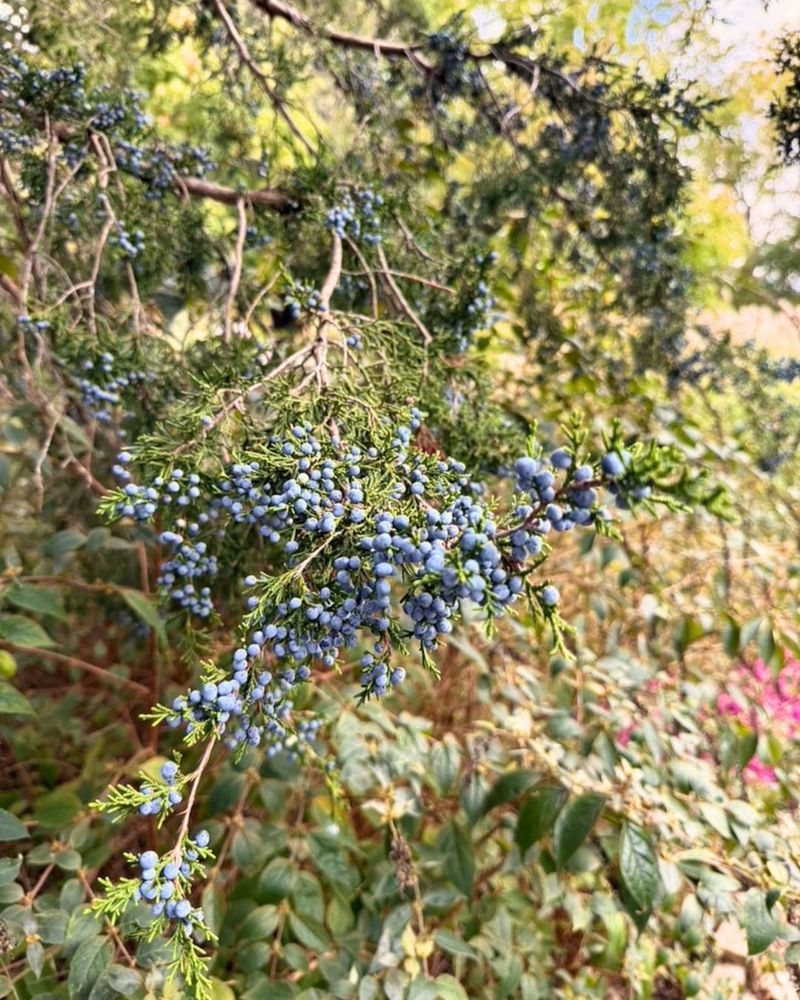 Pair Them With Berry Shrubs