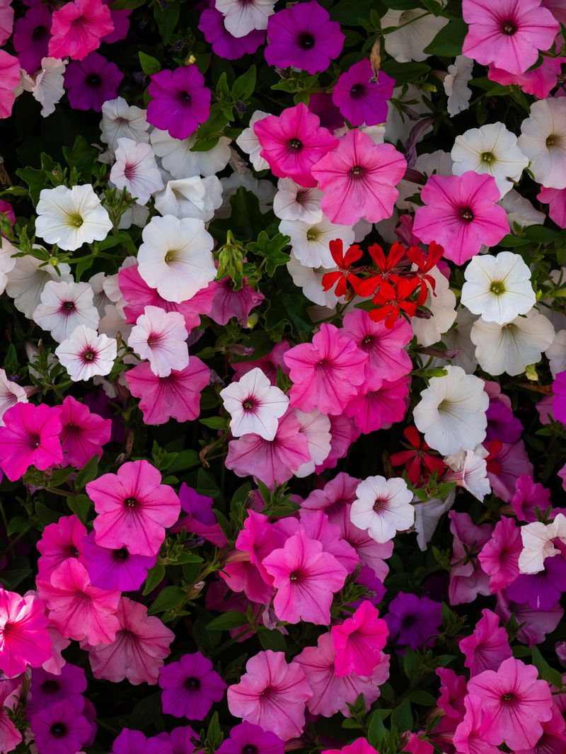 Pair With Petunias, Bacopa, Or Lobularia