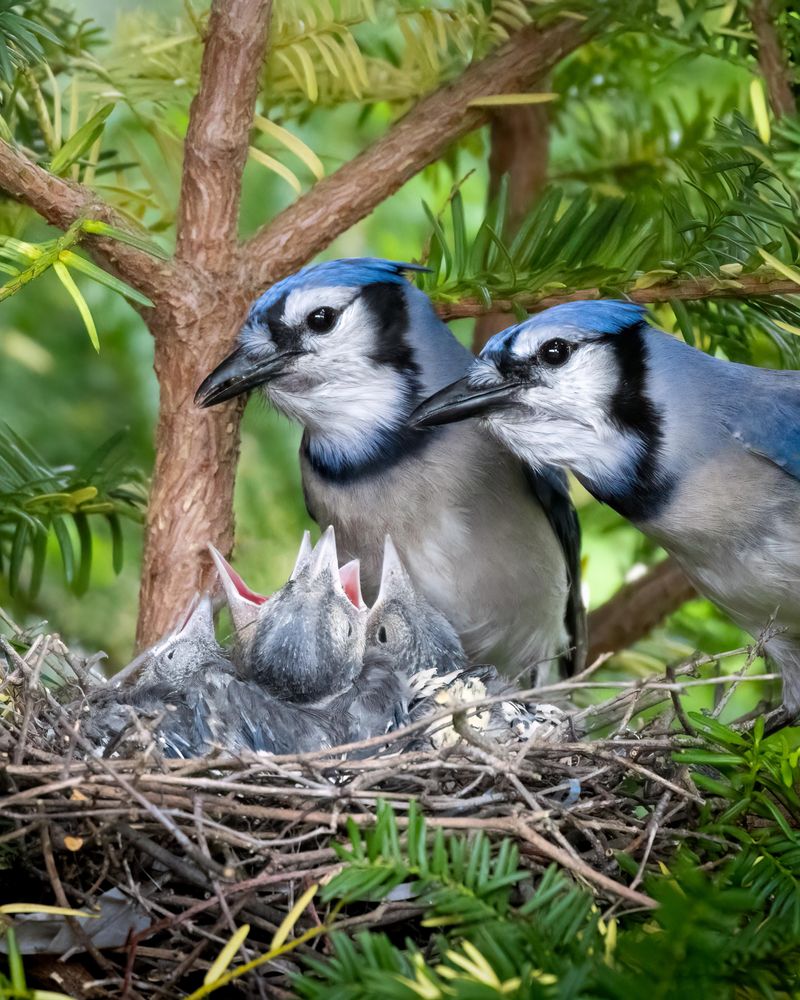 Paired Jays May Be Scouting A Nesting Area