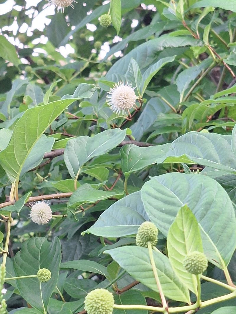 Pairing With Late Bloomers Keeps Fuel Available Through The Migration Window