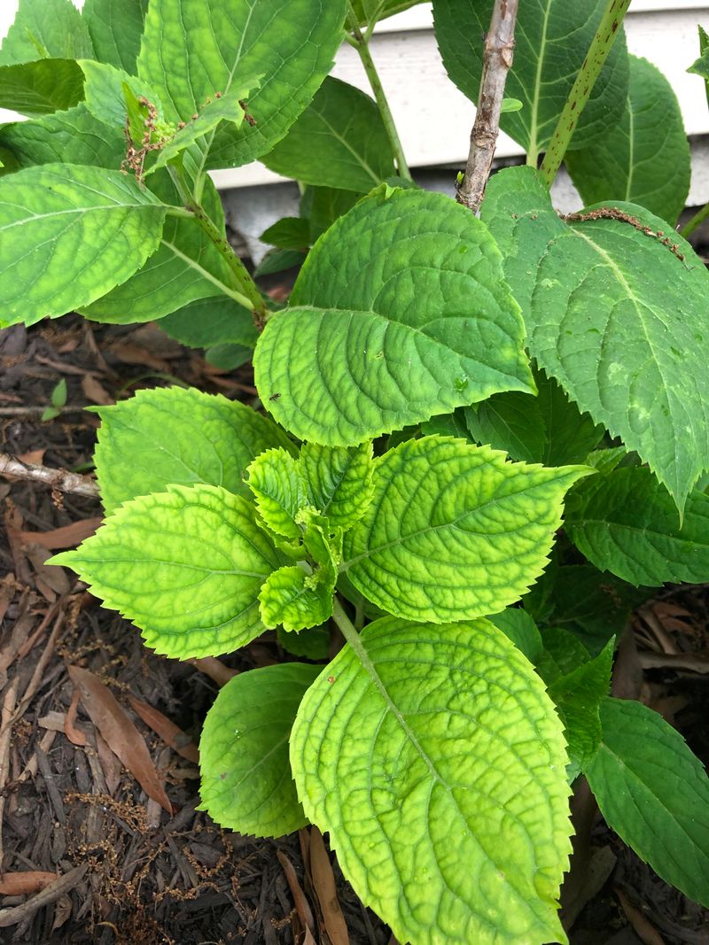 Pale Leaves With Green Veins Pale Leaves With Green Veins
