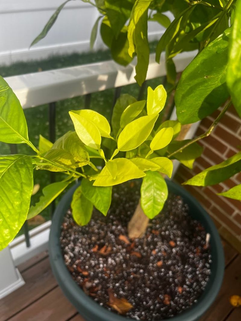 Pale New Growth May Indicate Iron Chlorosis