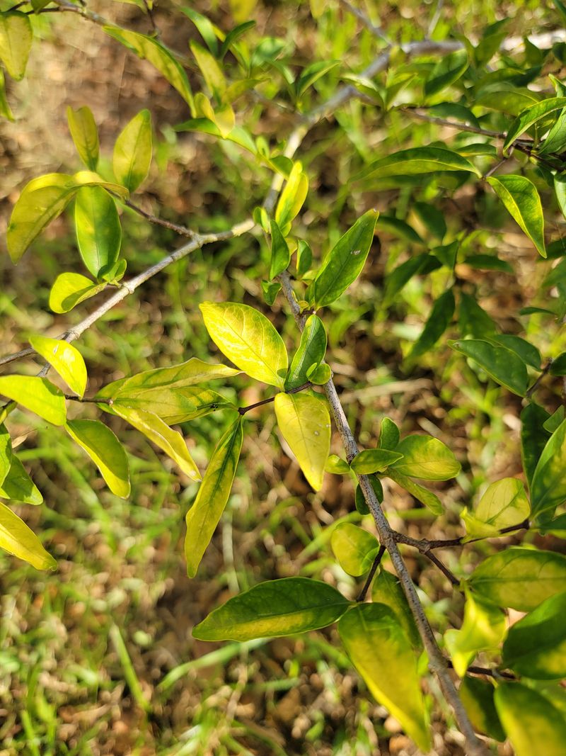 Pale New Leaves May Point To Chlorosis