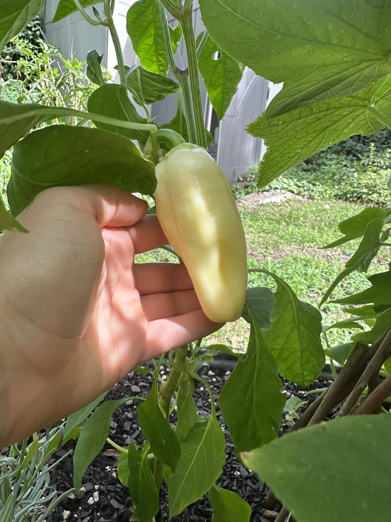 Pale Or Dull Fruit Color
