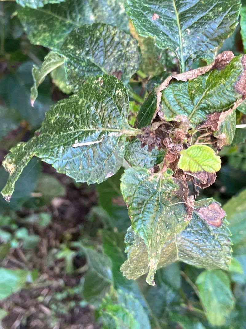 Pale Speckles Show Feeding Damage