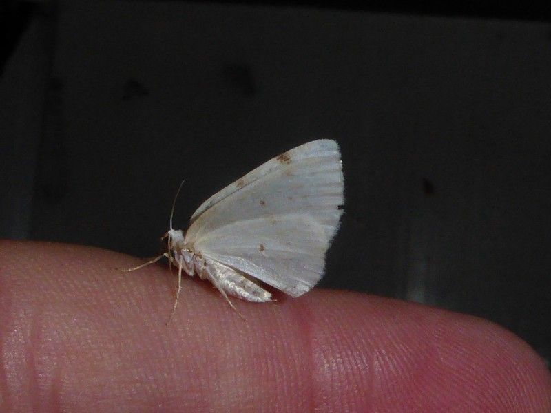 Pale Wings Stand Out More Under Porch Lights