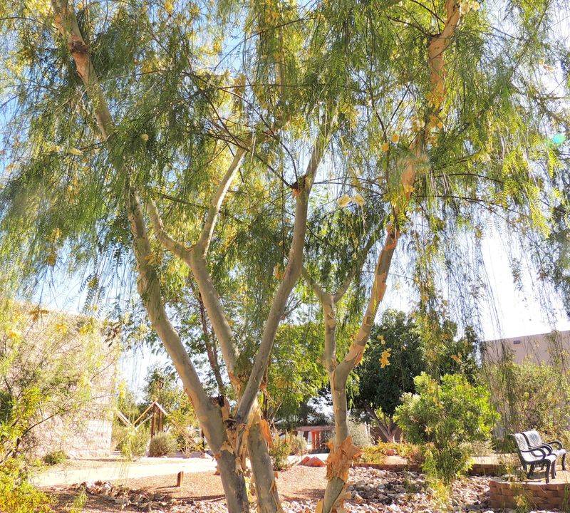 Palo Blanco Works In Narrow Landscape Spaces Palo Blanco Works In Narrow Landscape Spaces