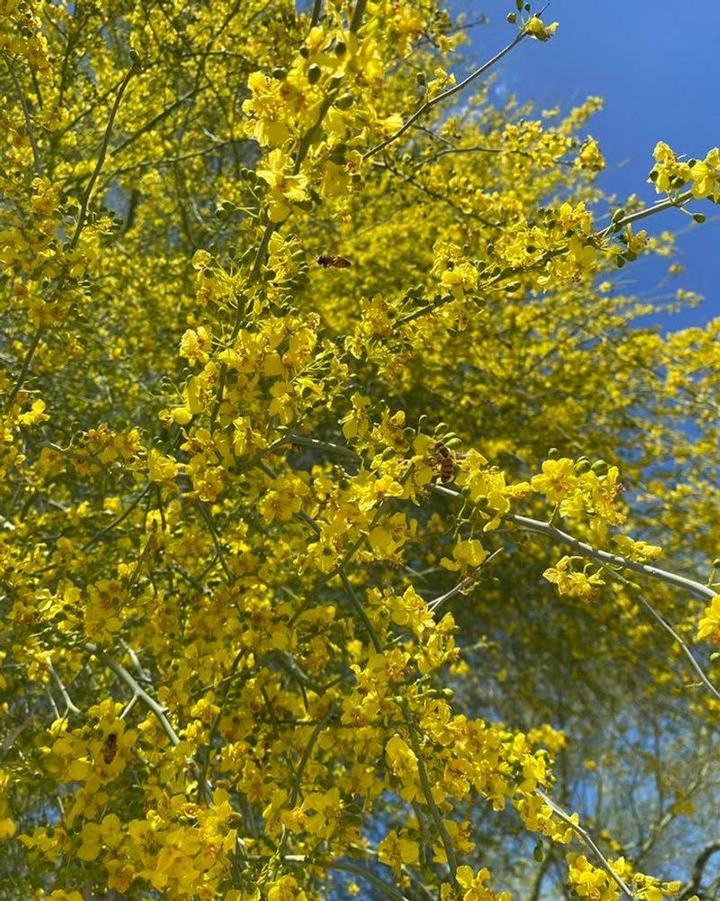 Palo Verde Adds Light Shade And Seasonal Color Palo Verde Adds Light Shade And Seasonal Color
