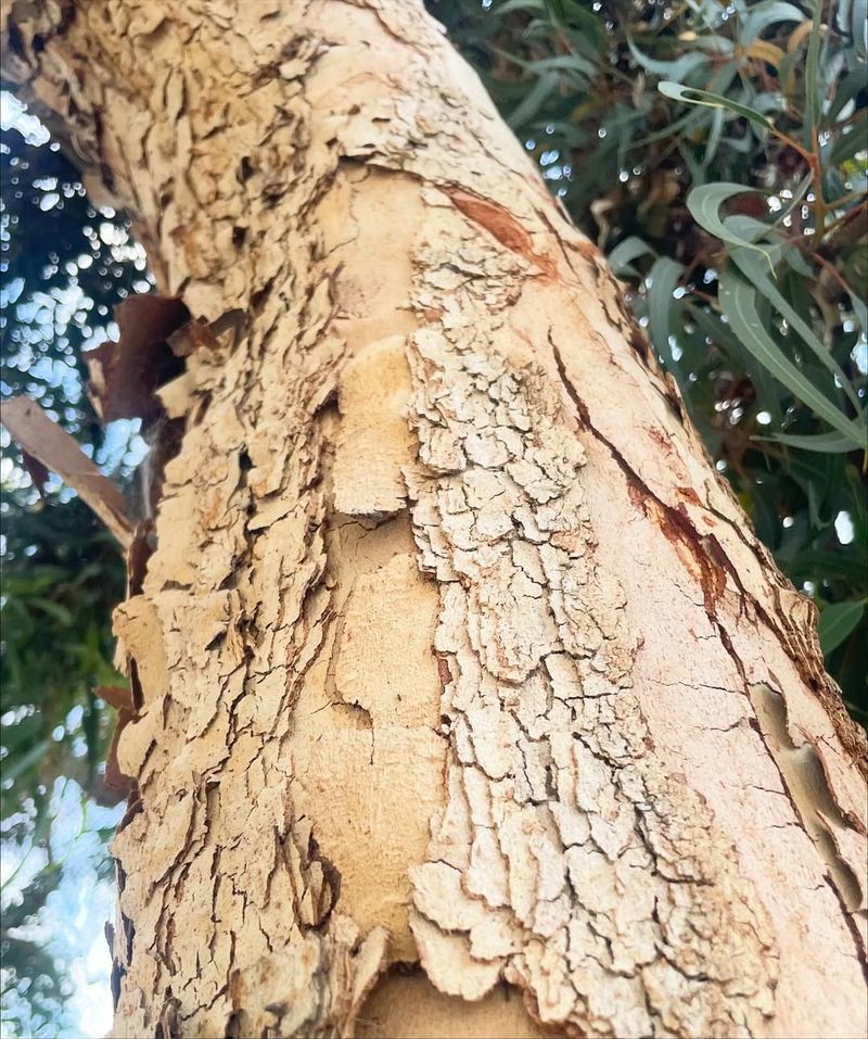 Palo Verde Bark Changes Can Signal Sunscald