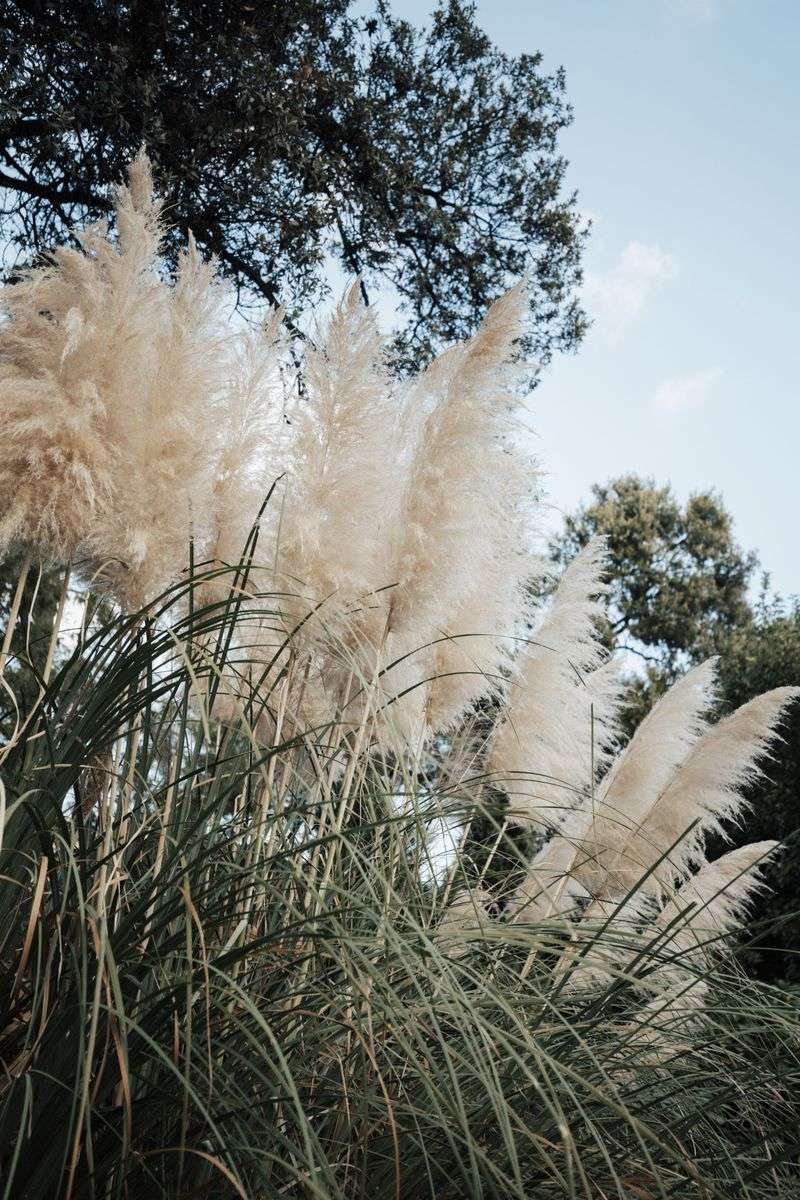 Pampas Grass Pampas Grass
