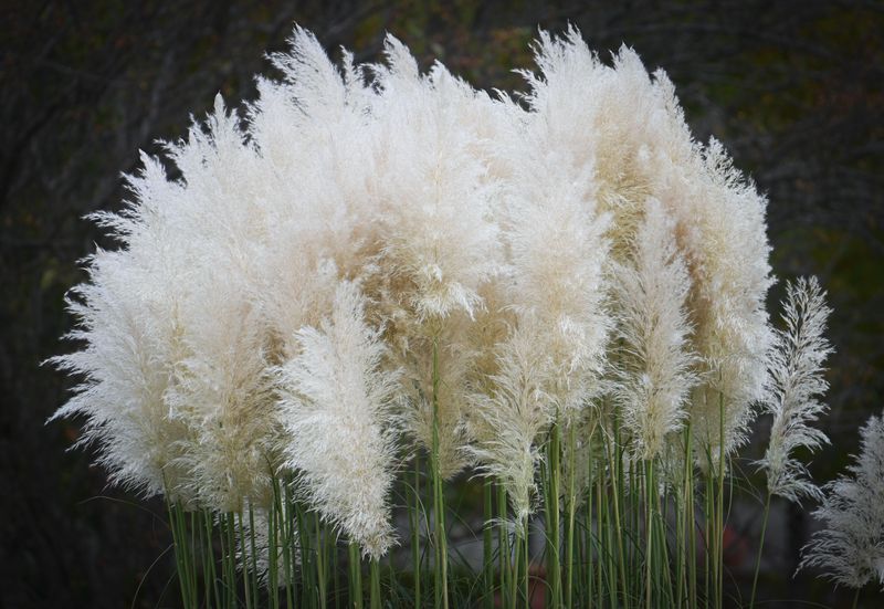Pampas Grass Pampas Grass
