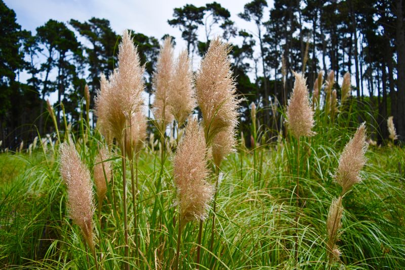 Pampas Grass Escapes From Ornamental Plantings Pampas Grass Escapes From Ornamental Plantings