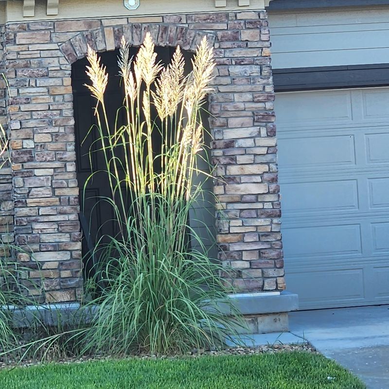 Pampas Grass Looks Smaller Than It Becomes