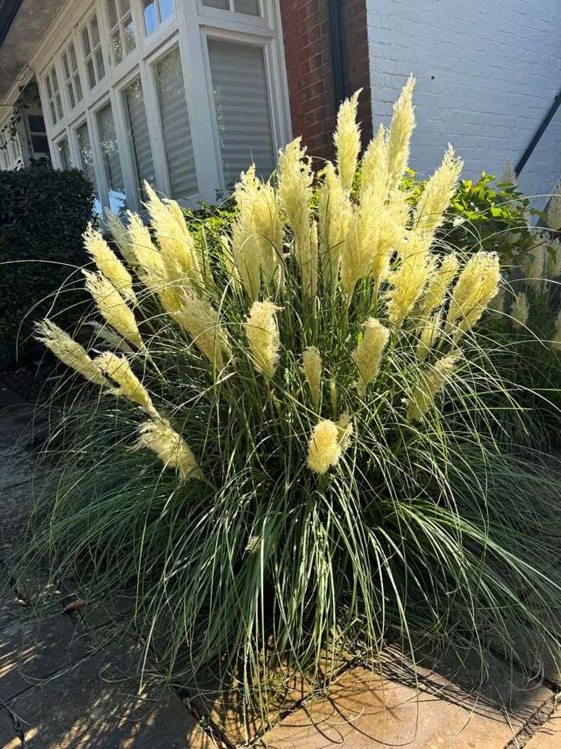 Pampas Grass Outgrows Small Yards Fast Pampas Grass Outgrows Small Yards Fast