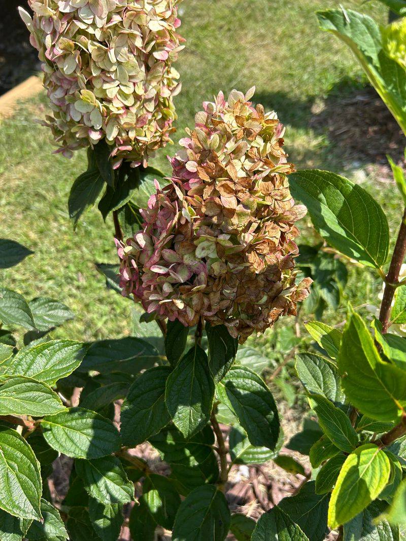 Panicle And Smooth Hydrangeas Recover More Reliably Panicle And Smooth Hydrangeas Recover More Reliably