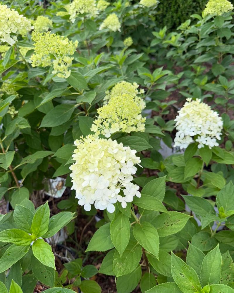 Panicle Hydrangea