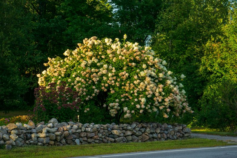 Panicle Hydrangea Panicle Hydrangea