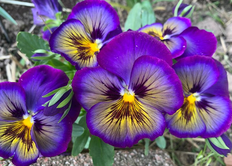 Pansies Vanish From Easy Beds Pansies Vanish From Easy Beds