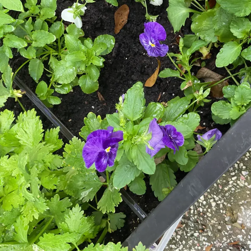 Pansies 