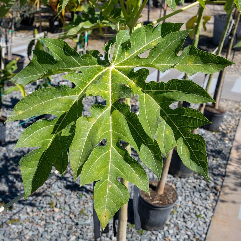 Papaya Grows Fast And Outgrows Tight Spots Quickly