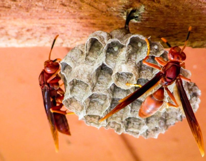 Paper Wasps Are Using The Eaves Paper Wasps Are Using The Eaves