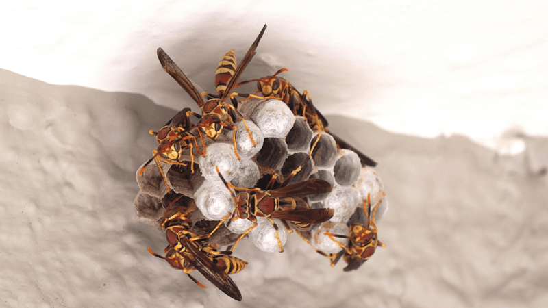Paper Wasps May Be Starting An Open-Faced Nest