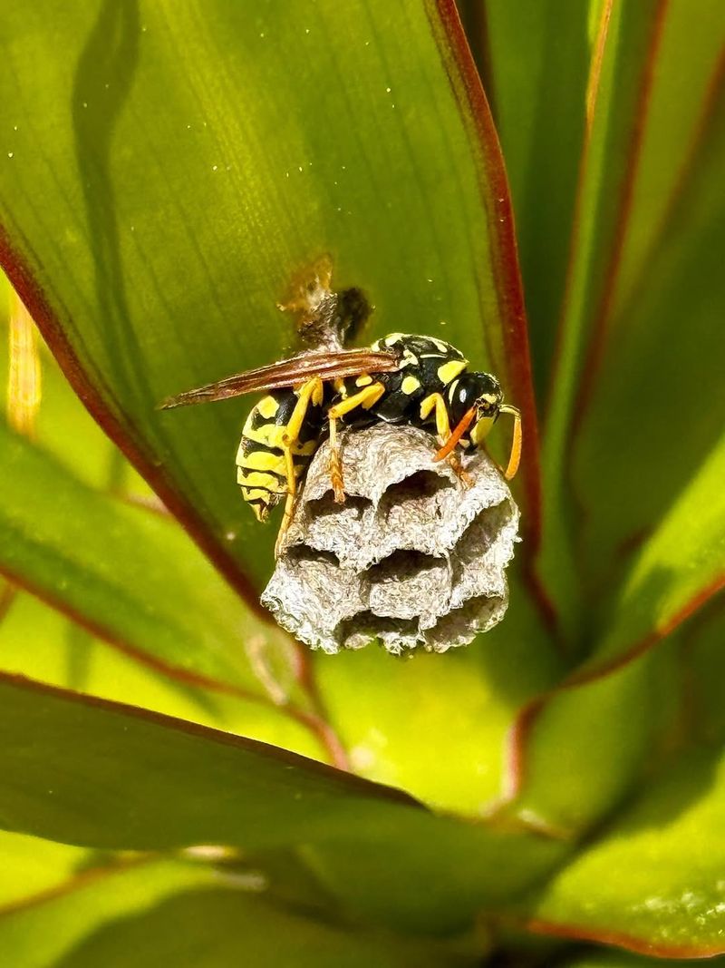 Paper Wasps May Be Using Protected Corners Paper Wasps May Be Using Protected Corners
