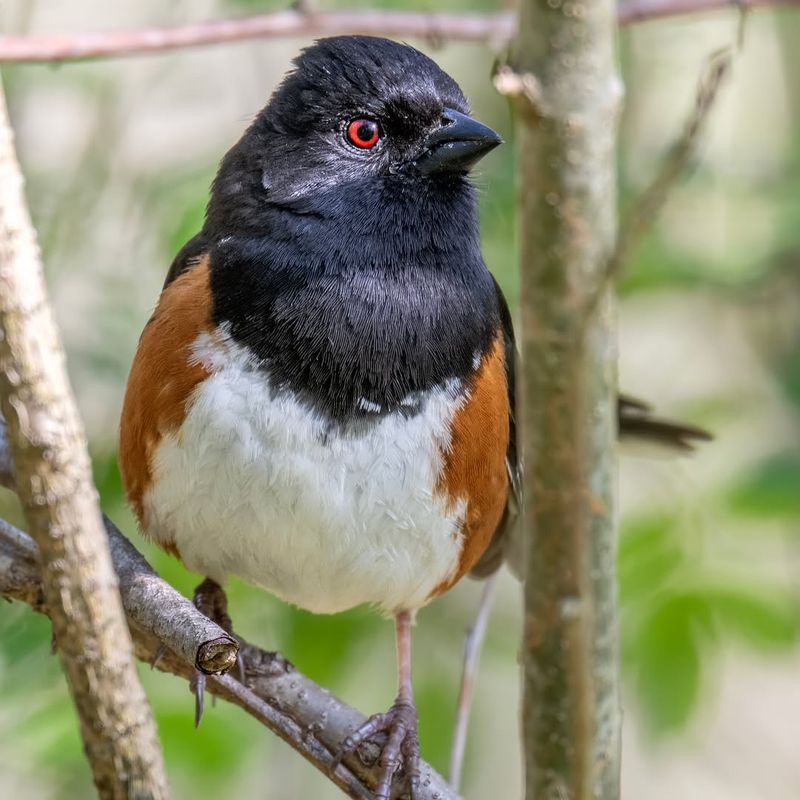 Parent Birds May Stay Hidden Even When A Nest Is Nearby