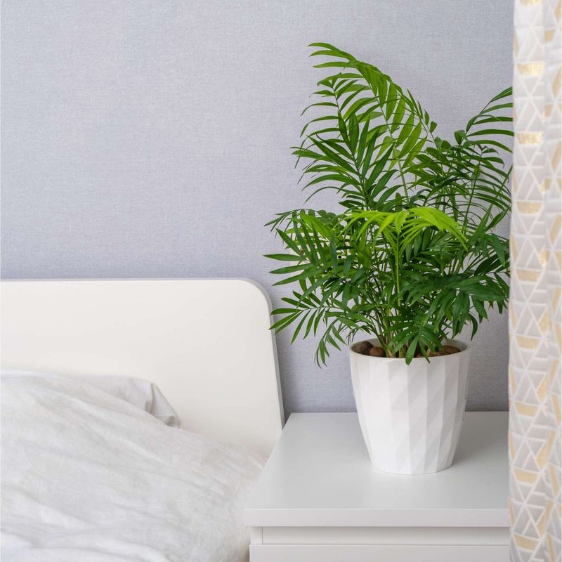 Parlor Palm For A Soft Restful Bedroom Feel