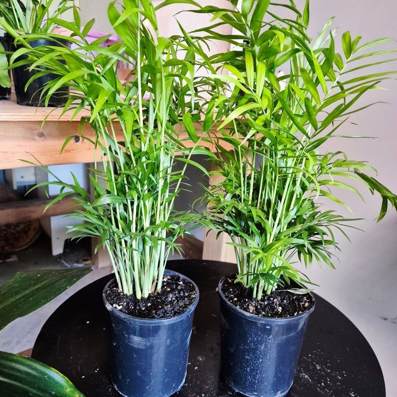 Parlor Palm 