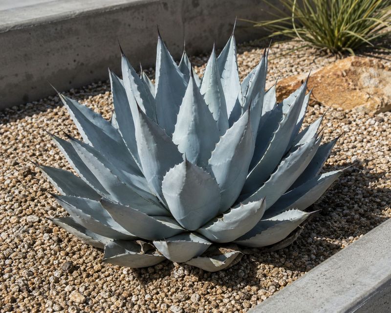 Parry's Agave Creates A Strong Focal Point Parry's Agave Creates A Strong Focal Point