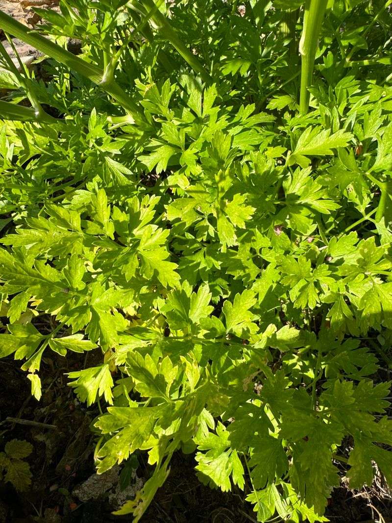 Parsley Adds Flavor In Shady Beds Parsley Adds Flavor In Shady Beds