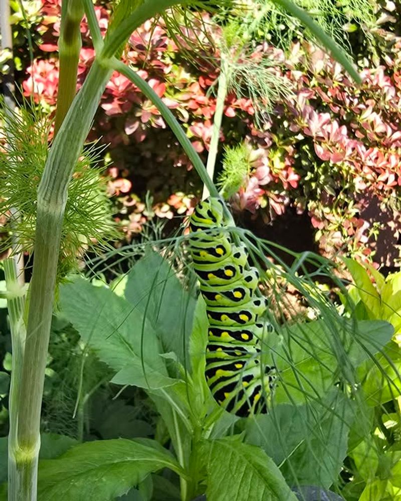 Parsley And Dill Are Missing For Swallowtails