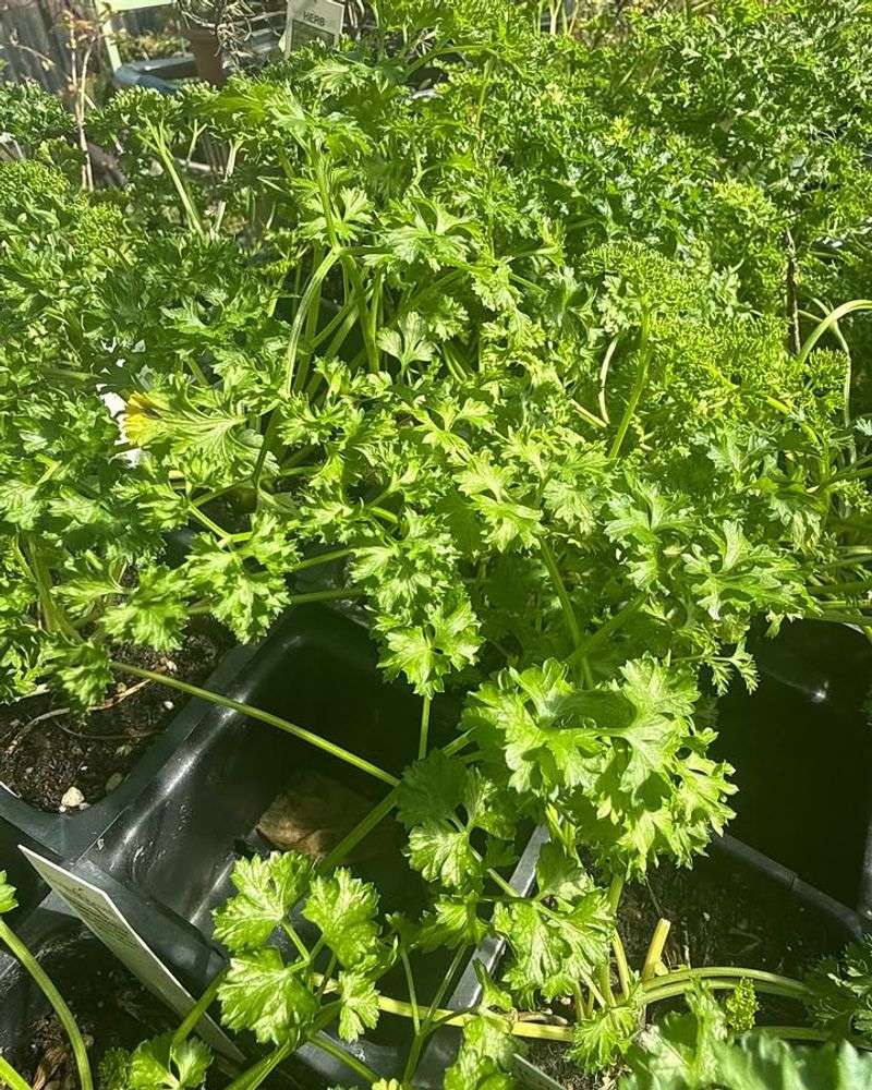 Parsley Continues Producing With Consistent Moisture Parsley Continues Producing With Consistent Moisture