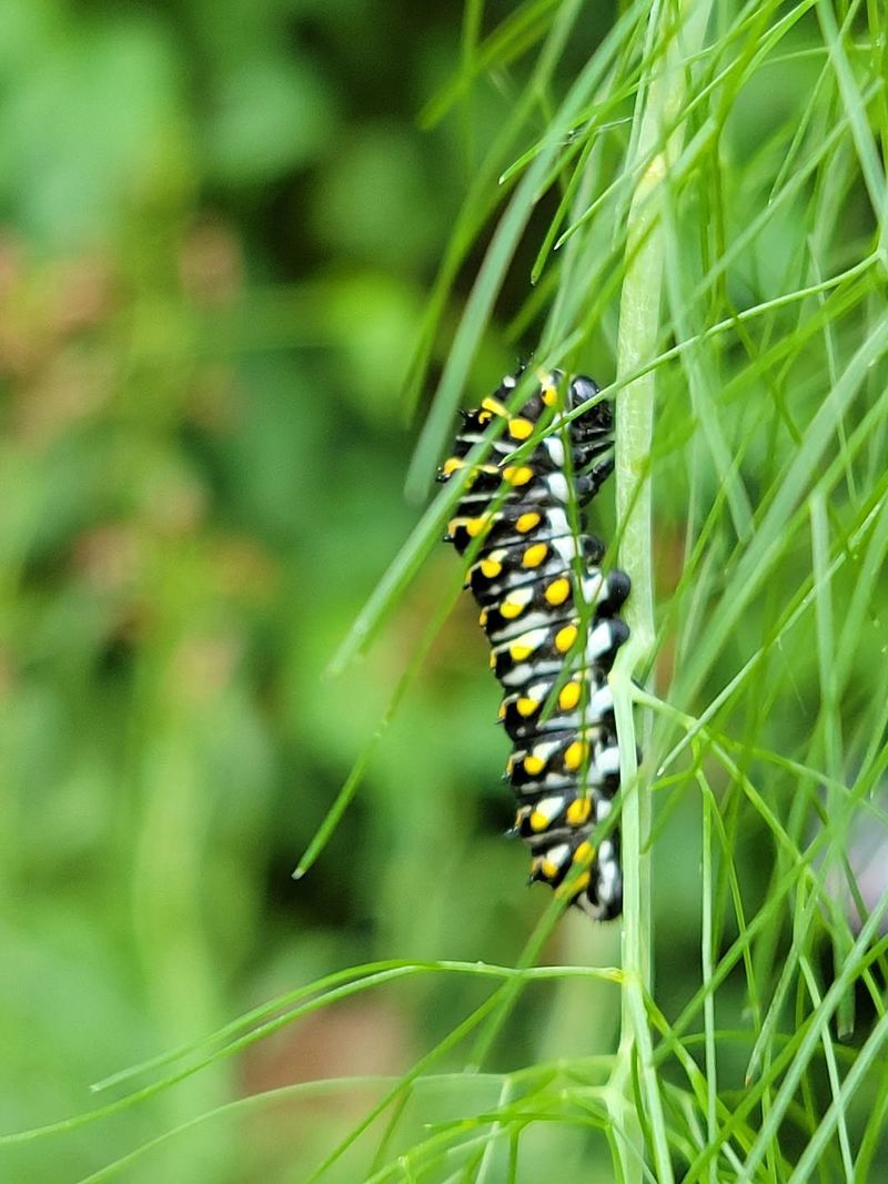 Parsley Dill Or Fennel May Be Bringing Them In Parsley Dill Or Fennel May Be Bringing Them In