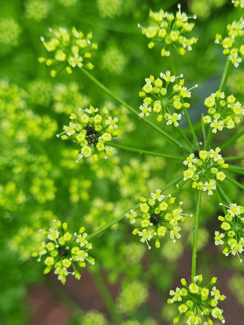 Parsley Flowers Support Swallowtail Caterpillars
