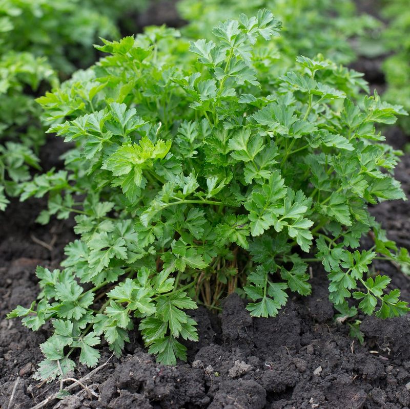 Parsley Holds Longer In Bright Shade Than Harsh Sun Parsley Holds Longer In Bright Shade Than Harsh Sun