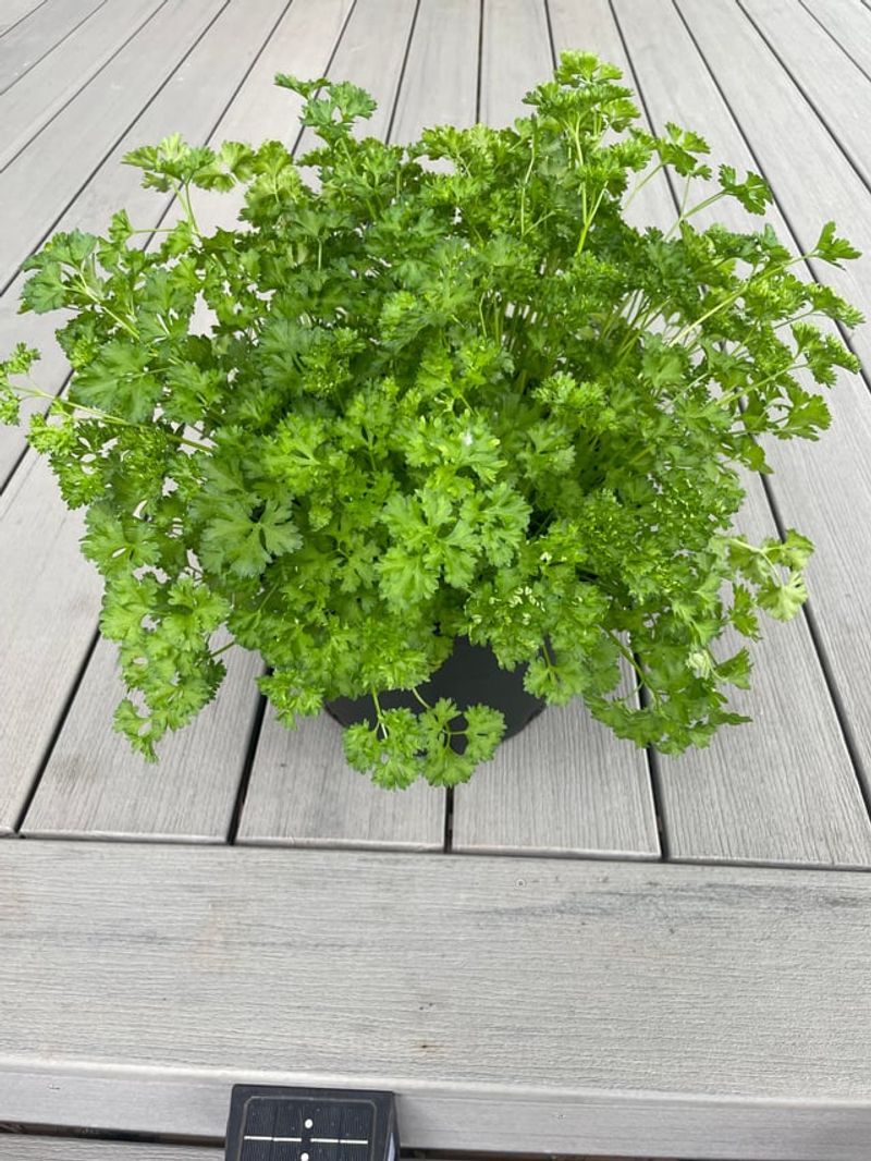Parsley Provides Leafy Color Year Round