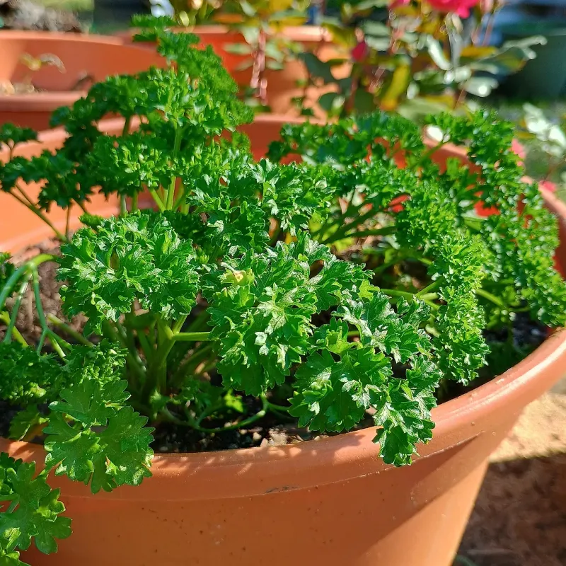 Parsley Pushes Green Growth When Ground Is Ready Parsley Pushes Green Growth When Ground Is Ready