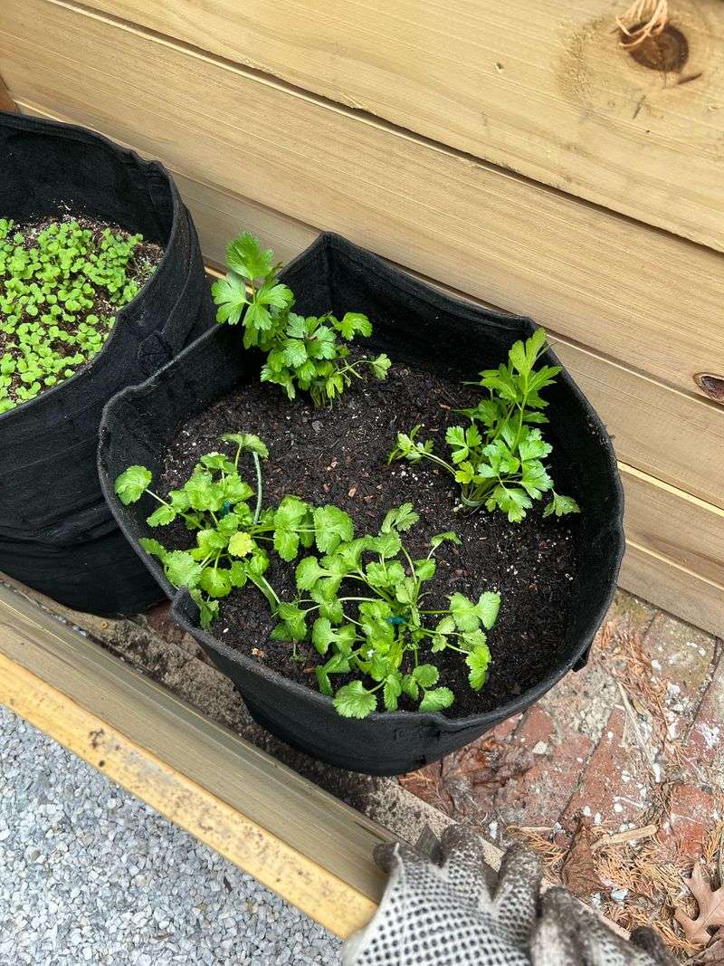 Parsley Parsley